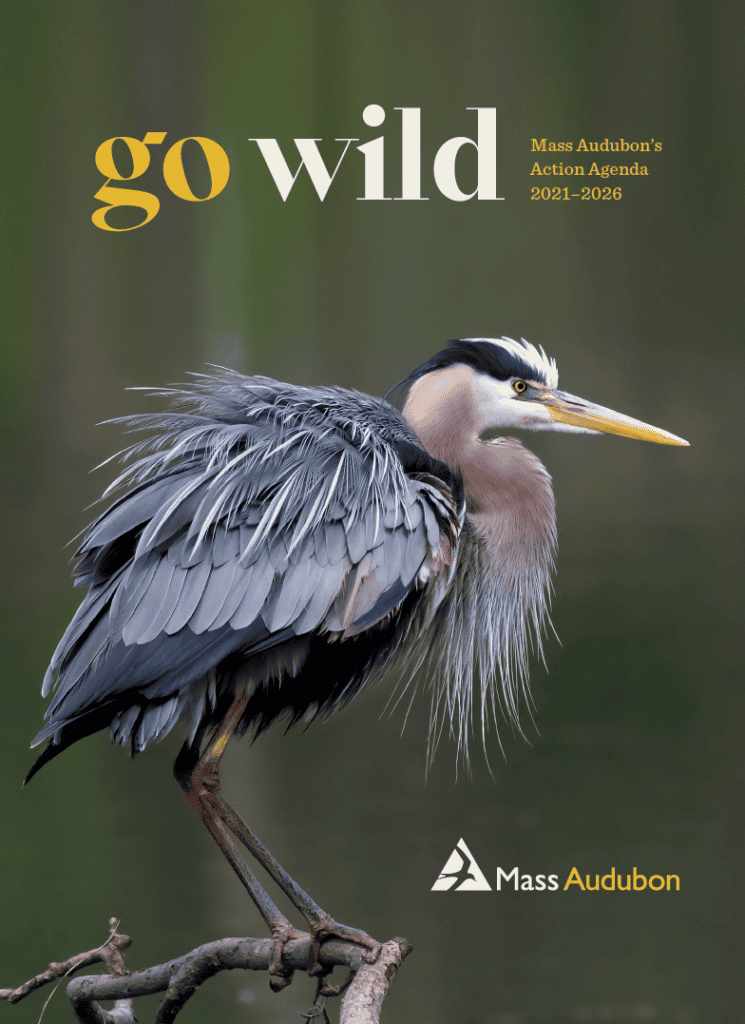 Cover image of Mass Audubon's Action Agenda 2021-2026, entitled Go Wild, with a photo of a Great Blue Heron.